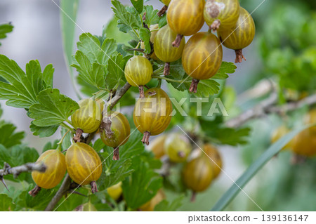 Explore the characteristics of Ribes uva-crispa the European gooseberry with its thorny branches and sour edible berries thriving in natural environments Explore the characteristics of Ribes uva-crispa the European gooseberry with its thorny branches and sour edible berries thriving in natural environments 139136147