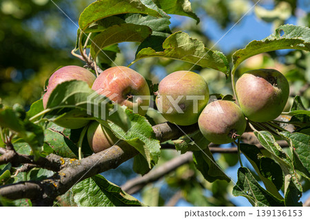 Vibrant apple tree bearing fruit in a sunny garden as leaves sway gently in a refreshing breeze during late summer Vibrant apple tree bearing fruit in a sunny garden as leaves sway gently in a refreshing breeze during late summer 139136153
