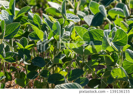 Green soybean field thriving under sunlight in late spring showcasing healthy plants and rich foliage growing abundantly Green soybean field thriving under sunlight in late spring showcasing healthy plants and rich foliage growing abundantly 139136155