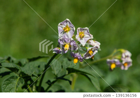 Blooming potato plants with delicate flowers under bright sunlight in a lush garden setting Blooming potato plants with delicate flowers under bright sunlight in a lush garden setting 139136156