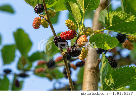 Black mulberry tree bearing ripe fruits in a sunny garden setting during late spring 139136157