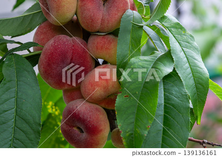 Saturn peach fruits hanging from a tree branch in a warm garden setting during late summer Saturn peach fruits hanging from a tree branch in a warm garden setting during late summer 139136161