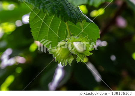 Two young hazelnuts grow on a lush green leaf showcasing the development of this nutritious nut in a vibrant landscape during warm weather Two young hazelnuts grow on a lush green leaf showcasing the development of this nutritious nut in a vibrant landscape during warm weather 139136163