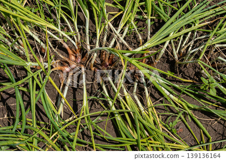 Onions growing in a field during sunny daylight showcasing green tops and brown roots beneath rich soil 139136164