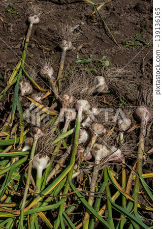 Harvesting fresh garlic bulbs from a garden bed under the warm afternoon sunlight during late summer season Harvesting fresh garlic bulbs from a garden bed under the warm afternoon sunlight during late summer season 139136165