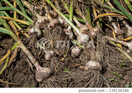 Freshly harvested garlic bulbs with roots in rich dark soil under sunlight in a garden setting during summer harvest time Freshly harvested garlic bulbs with roots in rich dark soil under sunlight in a garden setting during summer harvest time 139136166