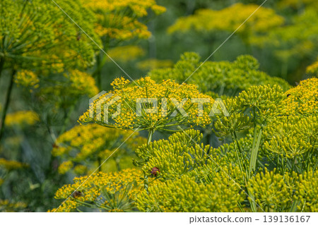 Dill plants flowering under clear blue skies in a sunny garden highlighting the beauty of Anethum graveolens during late spring bloom 139136167