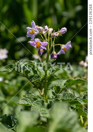 Potato plant with blooming purple flowers highlights agricultural growth in a sunny field during late spring 139136168