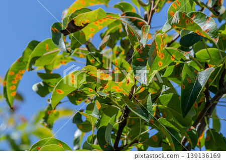 Leaves of a pear tree show signs of fungal infection from Gymnosporangium sabinae highlighting the spread of pear rust disease in natural environments 139136169