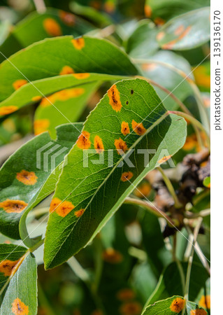Pear tree leaves exhibit symptoms of pear rust caused by Gymnosporangium sabinae in a garden setting during late spring 139136170