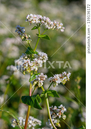 Buckwheat plants with blooming white flowers captured in a sunny field during late spring Buckwheat plants with blooming white flowers captured in a sunny field during late spring 139136172
