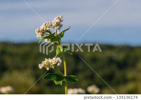 Buckwheat plant with white flowers surrounded by lush greenery under a clear blue sky in a sunny landscape 139136174