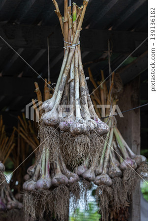 Garlic bulbs hanging from strings in a rustic wooden shed showcasing their roots and earthy texture Garlic bulbs hanging from strings in a rustic wooden shed showcasing their roots and earthy texture 139136182