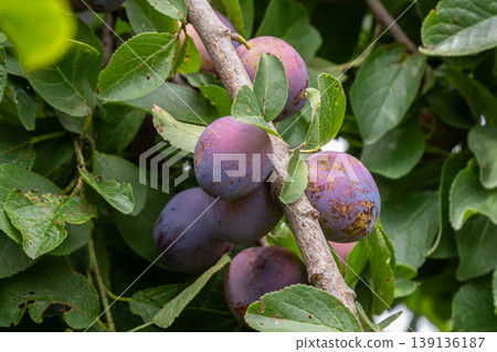 Fresh plums hanging from a branch surrounded by vibrant green leaves in a sunny orchard on a warm afternoon Fresh plums hanging from a branch surrounded by vibrant green leaves in a sunny orchard on a warm afternoon 139136187