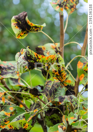 Pear tree leaves show signs of infection from Gymnosporangium sabinae highlighting the impact of pear rust on foliage health Pear tree leaves show signs of infection from Gymnosporangium sabinae highlighting the impact of pear rust on foliage health 139136188