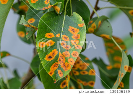 Pear tree leaves displaying symptoms of pear rust disease caused by Gymnosporangium sabinae affecting plant health in a garden setting 139136189