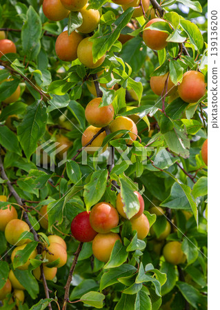 Cherry plum tree displaying ripe fruits in various colors showcasing nature's beauty during the growing season in a serene garden setting Cherry plum tree displaying ripe fruits in various colors showcasing nature's beauty during the growing season in a serene garden setting 139136200