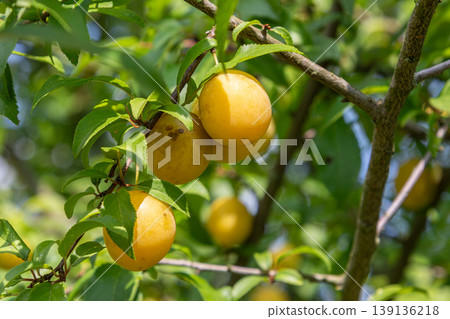 Cherry plums ripening on branches in a sunny orchard during late summer Cherry plums ripening on branches in a sunny orchard during late summer 139136218