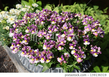 Cute little Nemesia flowers Cute little Nemesia flowers 139136319