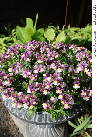 Nemesia cotton planted in a planter Nemesia cotton planted in a planter 139136320