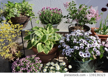 spring flower pot spring flower pot 139136323