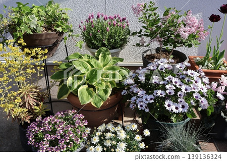 spring flower pot spring flower pot 139136324