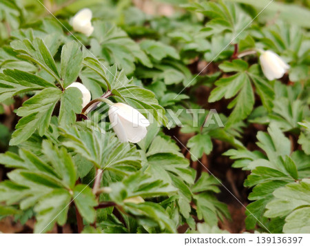 Beautiful anemone nemorosa in spring in a forest. Beautiful anemone nemorosa in spring in a forest. 139136397