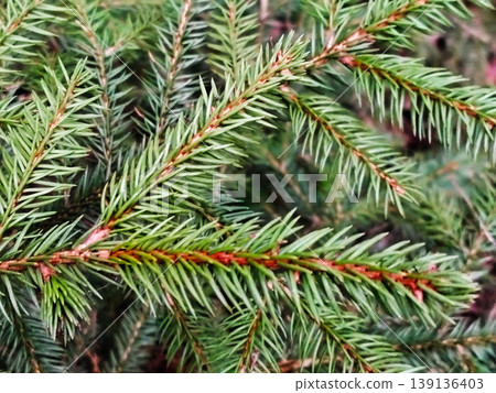 Green spruce branch close up in forest. Green spruce branch close up in forest. 139136403
