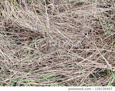 Close up of dried yellow and brown grass texture. Close up of dried yellow and brown grass texture. 139136407