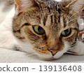 Beautiful green-eyed cat resting, close up. 139136408