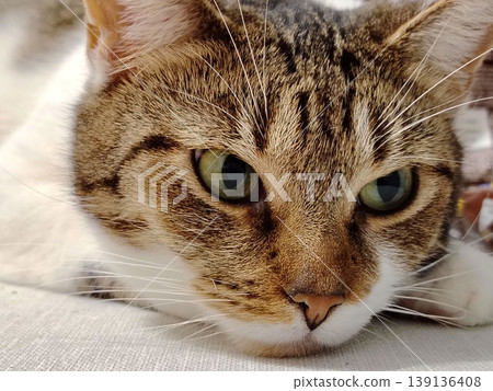 Beautiful green-eyed cat resting, close up. Beautiful green-eyed cat resting, close up. 139136408