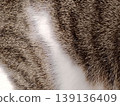 Close-up of tabby and white cat fur texture. 139136409