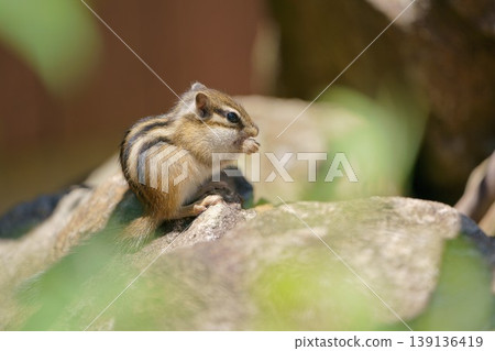 A chipmunk eating nuts on a rock: A cute scene from nature. A chipmunk eating nuts on a rock: A cute scene from nature. 139136419
