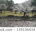 Cherry blossoms in the pond 139136434