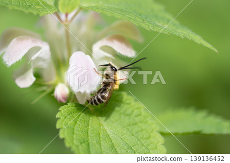 一隻長角蜂停在一朵白花野芝麻(Lamium album)上。 一隻長角蜂停在一朵白花野芝麻(Lamium album)上。 139136452