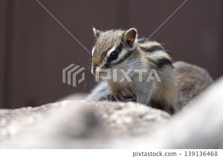 A cute portrait of Coris looking at the camera from atop a rock. 139136468