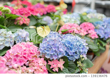 Beautiful hydrangea flowers in various colors displayed in garden shop. Fresh blooming plants for home decoration and gardening. Beautiful hydrangea flowers in various colors displayed in garden shop. Fresh blooming plants for home decoration and gardening. 139136476