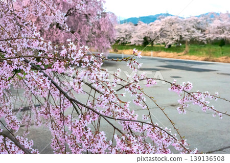 260412 Miyagawa Green Park Cherry Blossoms z002 139136508