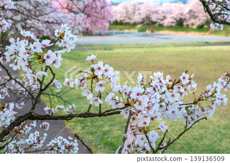 260412 Miyagawa Green Park Cherry Blossoms z013 139136509
