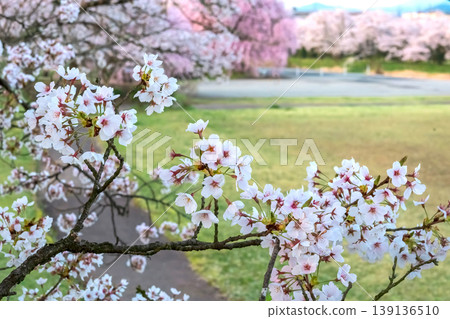 260412 Miyagawa Green Park Cherry Blossoms z021 139136510