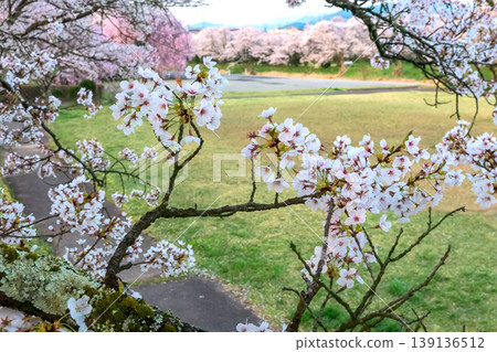 260412 Miyagawa Green Park Cherry Blossoms z036 260412 Miyagawa Green Park Cherry Blossoms z036 139136512