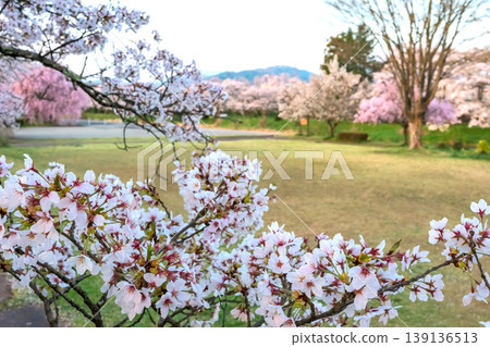 260412 Miyagawa Green Park Cherry Blossoms z042 139136513