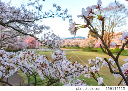 260412 Miyagawa Green Park Cherry Blossoms z074 139136515