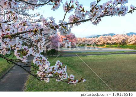 260412 Miyagawa Green Park Cherry Blossoms z085 139136516
