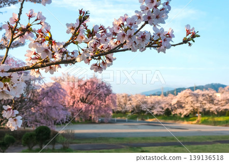260412 Miyagawa Green Park Cherry Blossoms z108 139136518