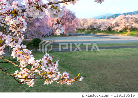260412 Miyagawa Green Park Cherry Blossoms z117 139136519