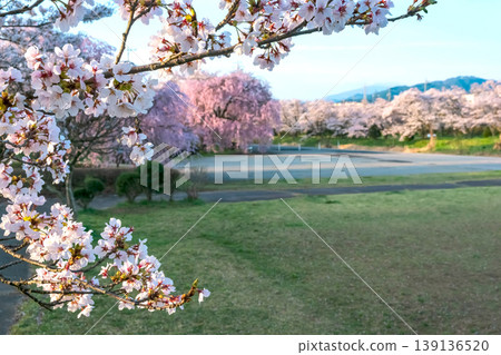 260412 Miyagawa Green Park Cherry Blossoms z125 139136520