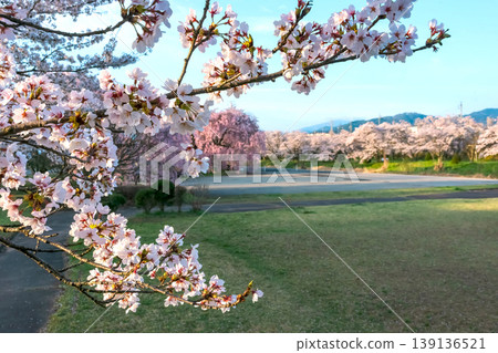 260412 Miyagawa Green Park Cherry Blossoms z132 139136521