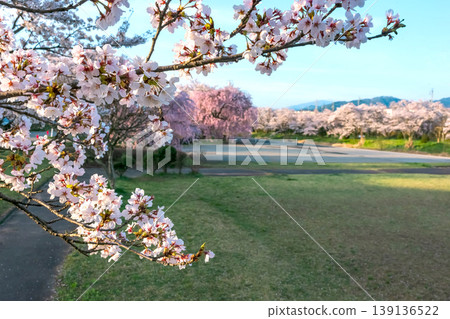 260412 Miyagawa Green Park Cherry Blossoms z140 139136522