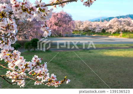 260412 Miyagawa Green Park Cherry Blossoms z149 139136523